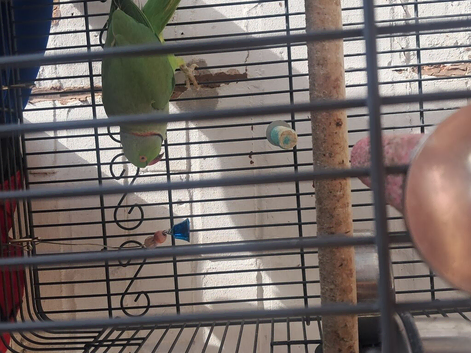 Male ring neck parrot