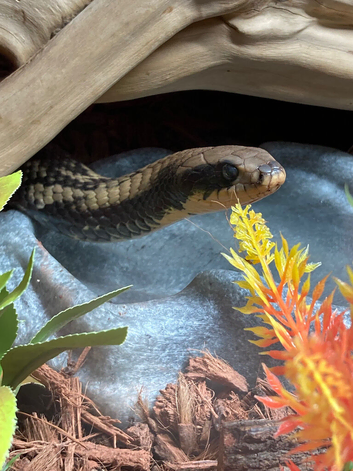 FALSE WATER COBRA