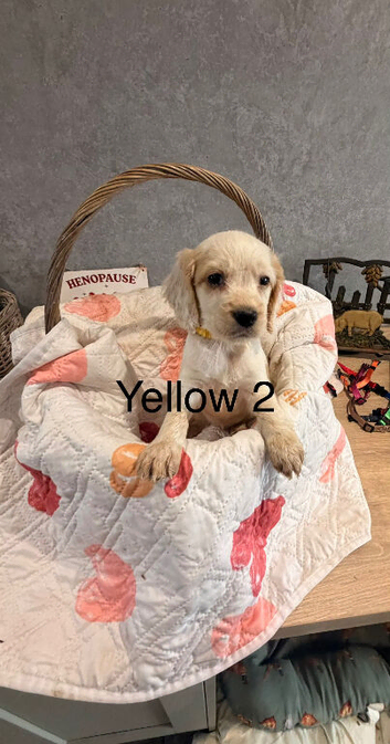 Cocker spaniel puppies ready I'm 2 weeks