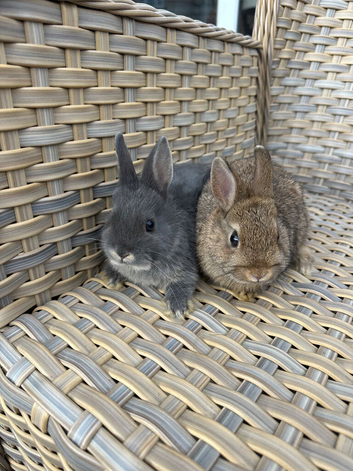 Netherland dwarf baby rabbits.