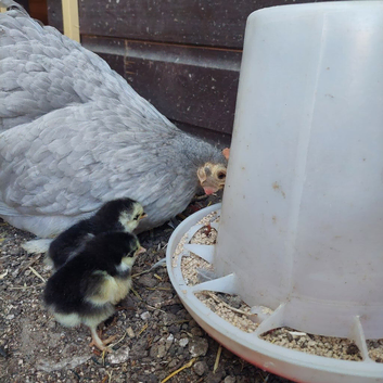 Mother hen with two chicks.