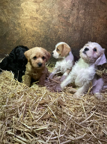 HEALTH CHECKED AND VACCINATED JACKAPOOS READY TO GO!
