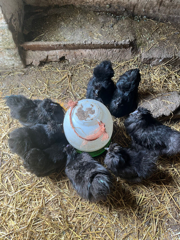 Mixed bantam silkie and silkie/pekin