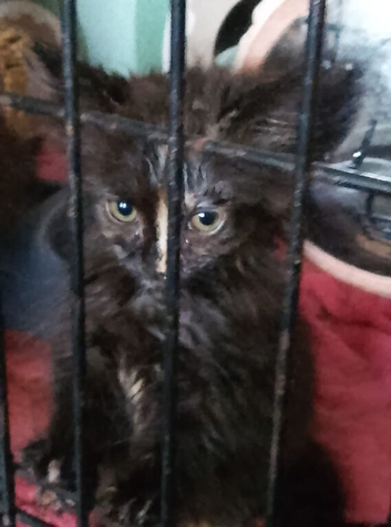 9 Weeks old kittens