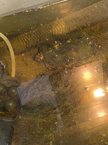 Turtle with Tank set up