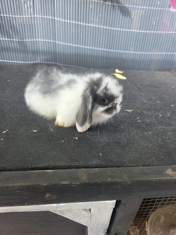 Mini lops