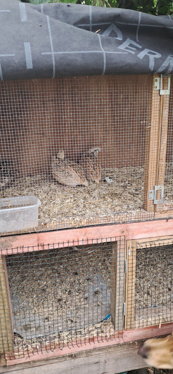 Quails