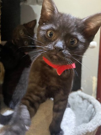 Three gorgeous ghost tabbies looking for there forever homes