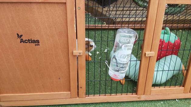 Guinea pigs with hutch run and food and bedding