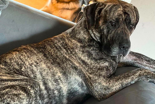 Dog