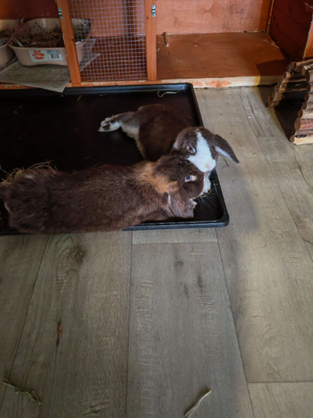 Mom and baby bonded pair