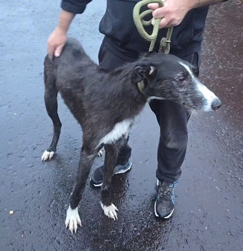 Collie grey deer grey