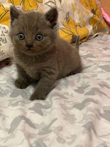 British short hair kittens