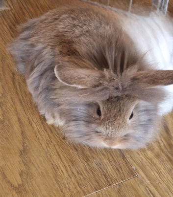Mini Lop Lionhead x Mini Lop babies