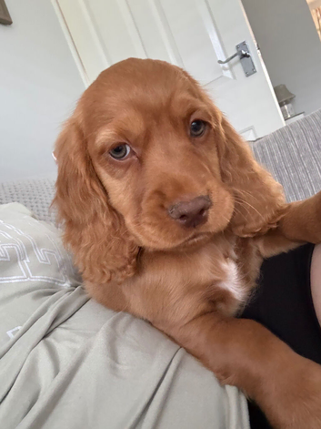 Cocker spaniel puppies