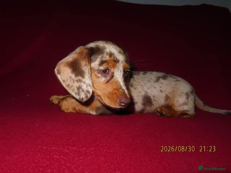 Reduced!! Miniature Dashound