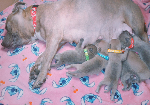 Staff puppies