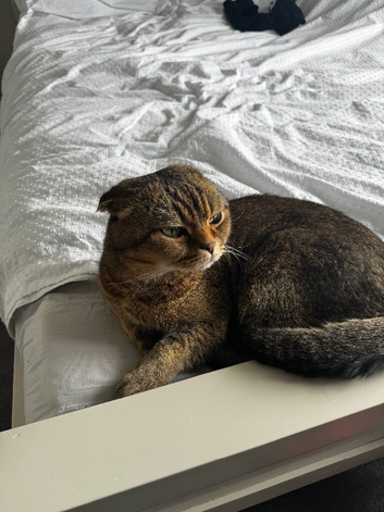 Scottish fold x tabby