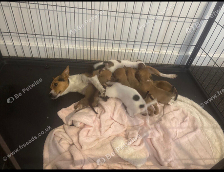 Beautiful Jack Russell puppy