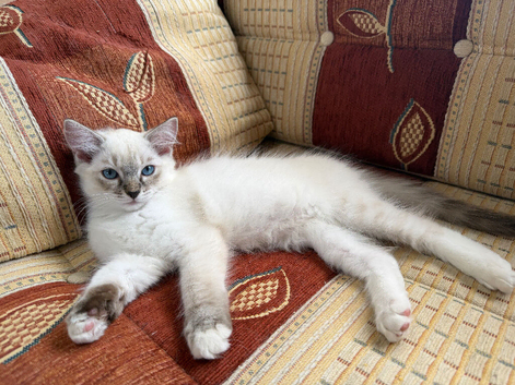 Pure Ragdoll kittens for sale