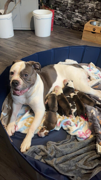 Puppies for sale