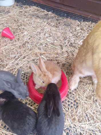 6 babies does and bucks