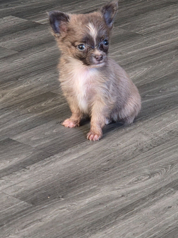 Boy puppy for sale