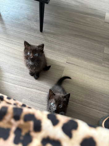 Black beauties