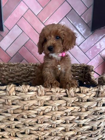 Stunning Tiny Cavapoo Puppy Girl