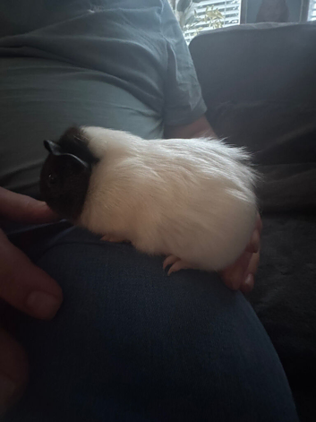 Baby boy gunipigs