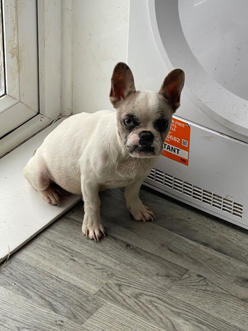 Rehome