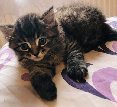 SIBERIAN X KITTEN