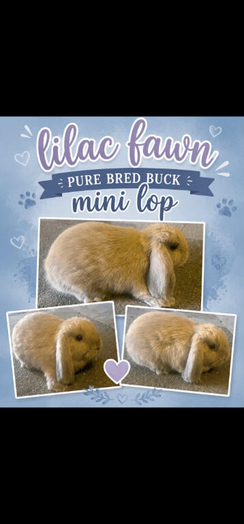 Mini Lop lilac fawn