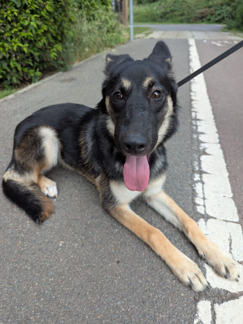Gsd x husky