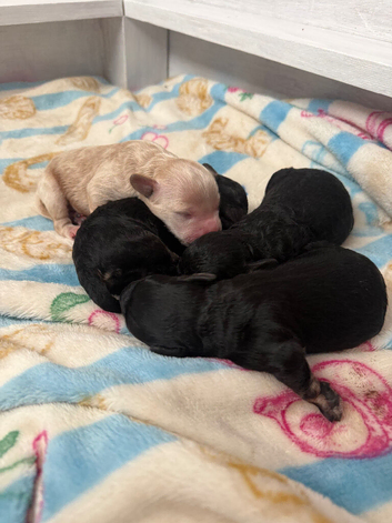 Gorgeous F1B cockapoo puppies available-available to reserve