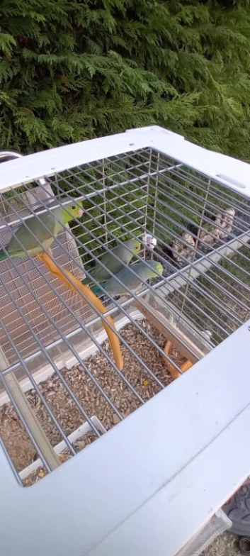 Young parrolets