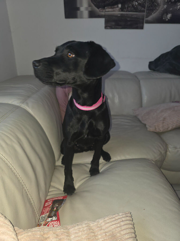 Patterdale/Lab