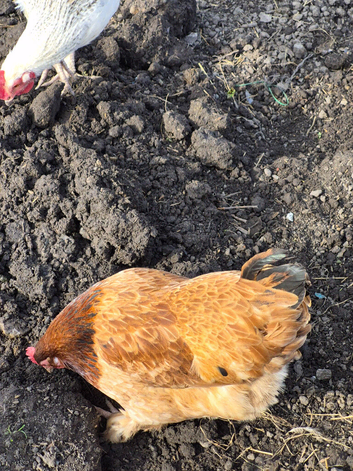 Chicken and 2 chicks