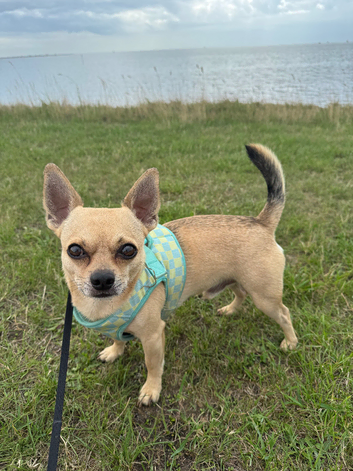 Pure bred for stud Chihuahua