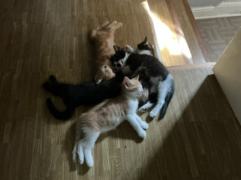 4 Beautiful Kittens Ready for Their Forever Homes