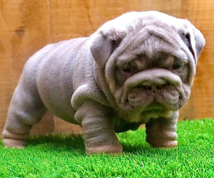 English bulldog puppies