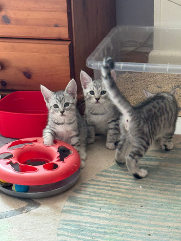 Silver Russian  Maine Coon Kitten x British Shorthair