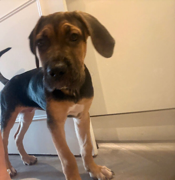 Female cane corso