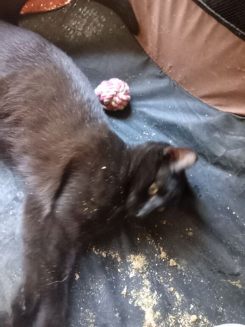 young male cat/kitten neutered &pound;30