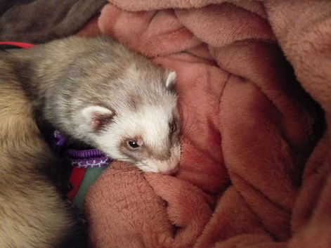 Missing Ferret