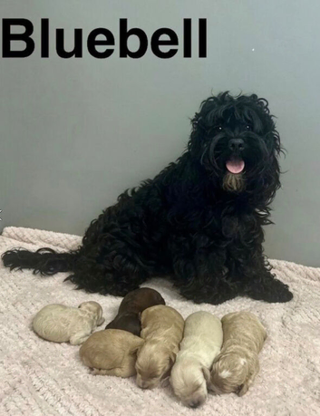 F1b cockapoo boys ready for a family now