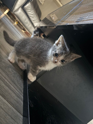 8 weeks old kittens