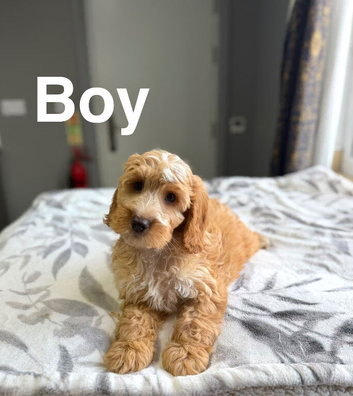 Drizzle lovely light cockapoo boys ready now