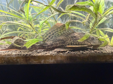 Sailfin Plecoa
