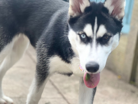 Laika 26 weeks old. offers available